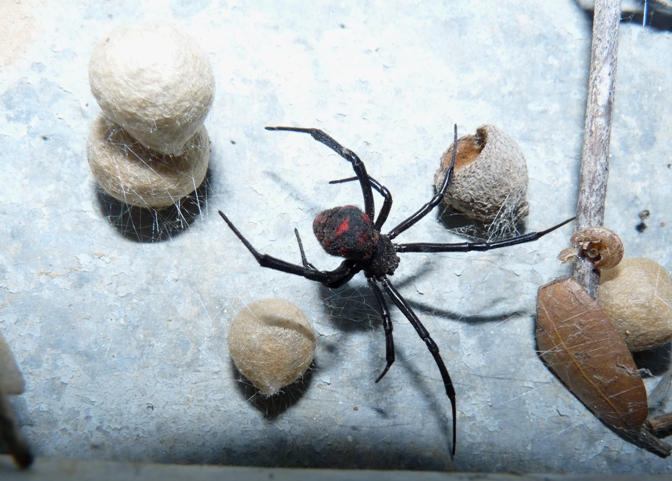 Steatoda triangulosa